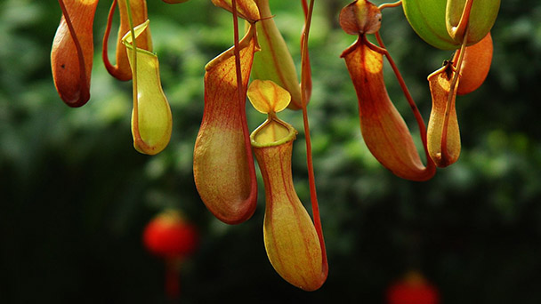 How to Grow & Care for Nepenthes rajah