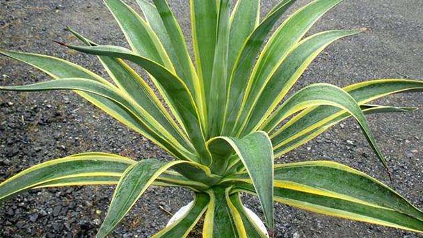 The breeding methods and precautions of Agave americana L