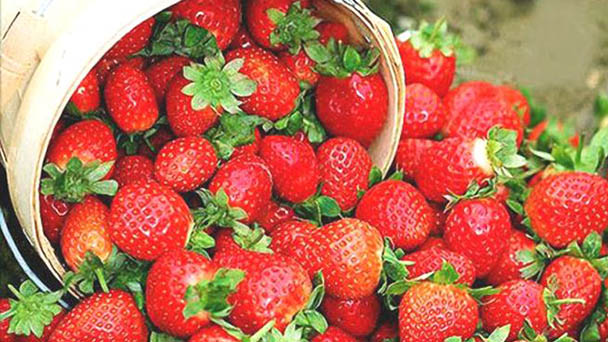 Pest control of strawberry