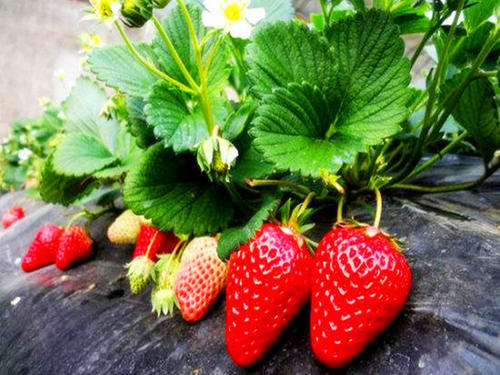 How to grow strawberry in summer