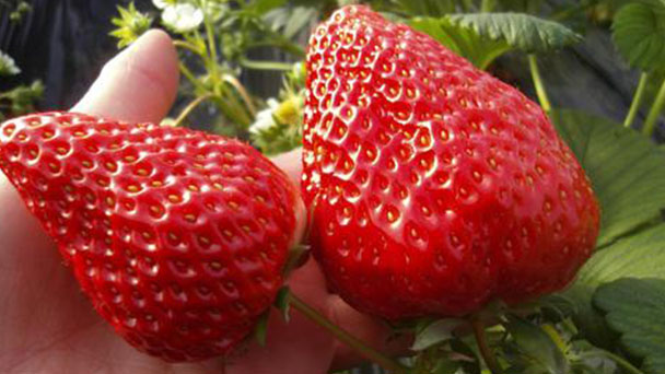 The breeding methods and precautions of strawberries