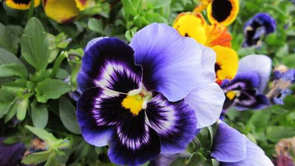 The breeding methods and precautions of Viola tricolor