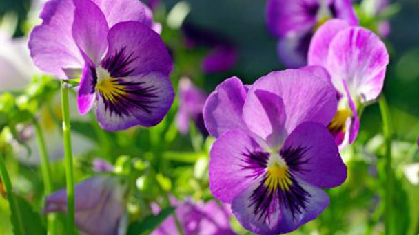 How to grow Viola Tricolor in autumn