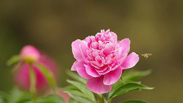 How to grow peony in winter