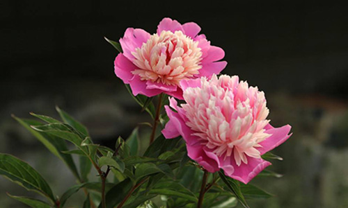 How to grow peony in winter