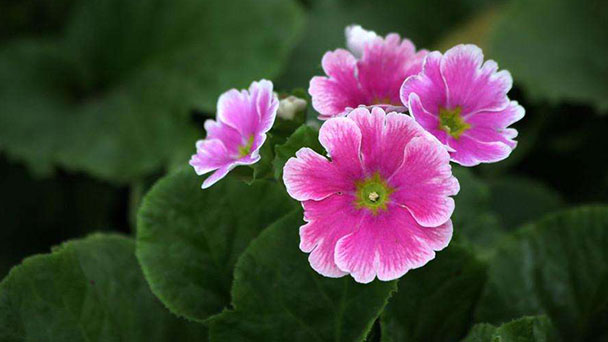 Plant disease and control methods of Primula Obconica