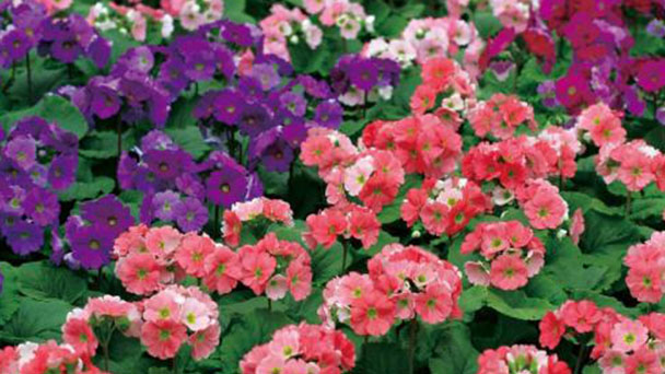 Pest disease and control methods of Primula Obconica