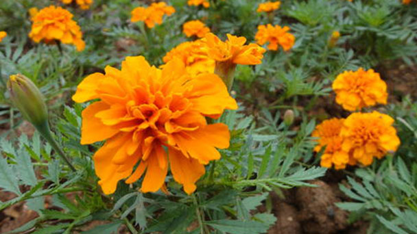 The Propagation Methods and Precautions of Tagetes Patula L
