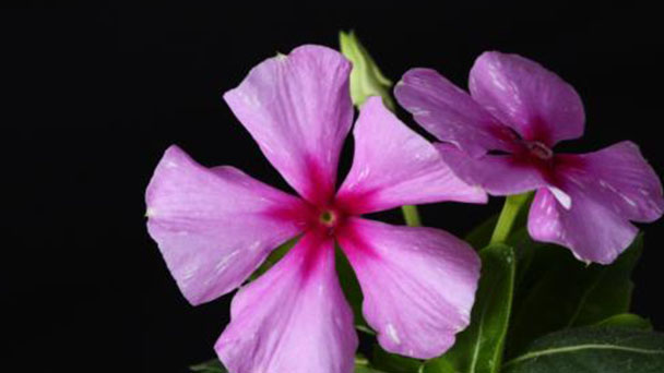 Catharanthus Roseus (L.) Don profile