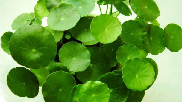 How to grow Hydrocotyle chinensis (Dunn) Craib