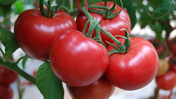 How to grow Solanum lycopersicum
