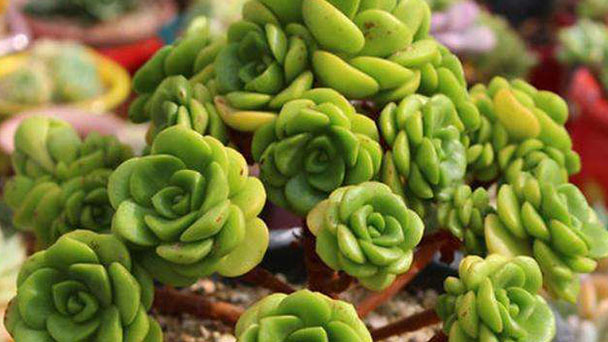 Aeonium Lily Pad Plant Care & Growing Guide