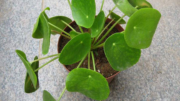 Pilea peperomioides Diels care & growing tips