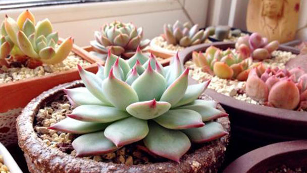 How to grow succulent plant in summer