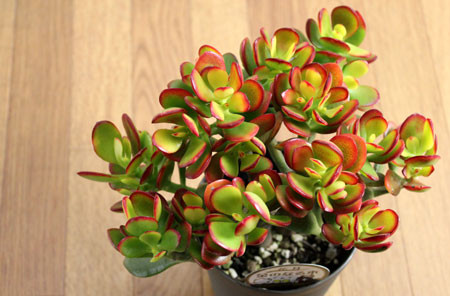 Jade plant - most common house plant