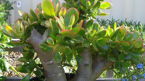 Crassula Portulacea (jade plant) profile