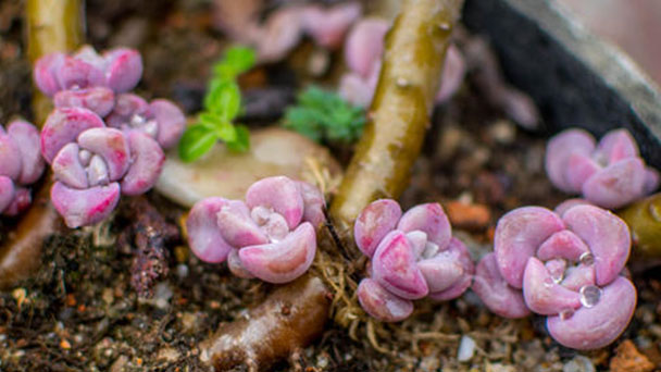 Graptopetalum Purple Delight: How to Grow & Care for Graptopetalum Purple Delight in summer