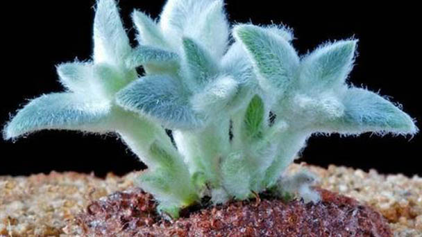 How to grow Sinningia leucotricha