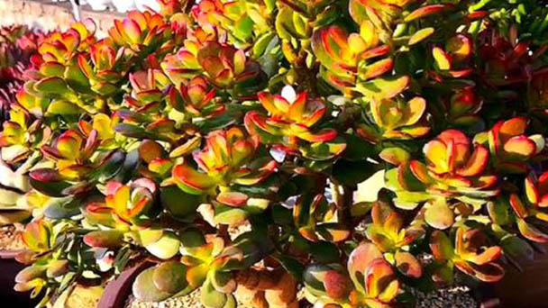 Crassula ovata minima: care & growing guide