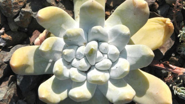 Dudleya Pachyphytum profile