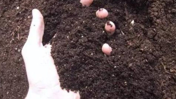 How to make garden soil with sawdust