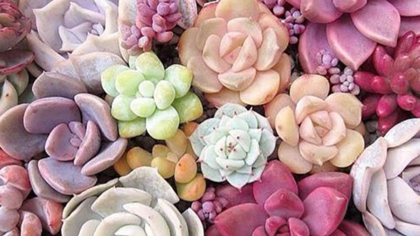 Tips for growing succulents plants for beginners