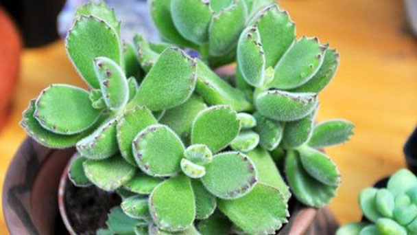 How to grow Cotyledon Tomentosa in summer