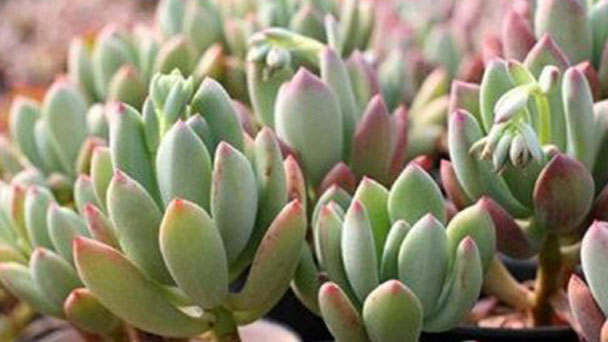How to grow Pachyphytum Dr Comelius