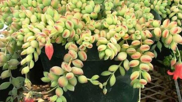 How to Grow and Care for Cotyledon Pendens