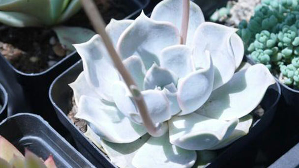 Echeveria Lilacina (Ghost Echeveria) Profile - Grow and Care Guide