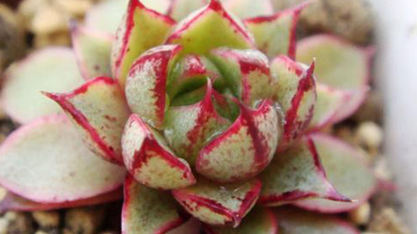 Urbinia Purpusii Rose profile