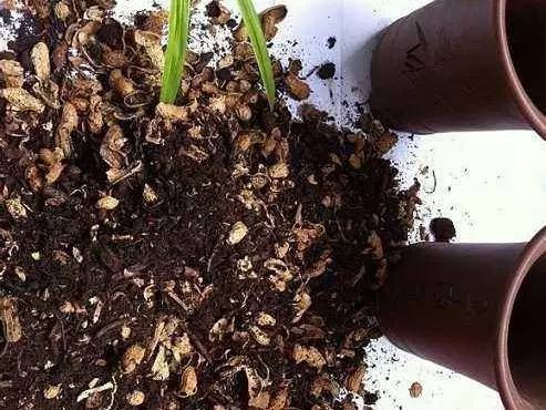 Tips restoring soil health