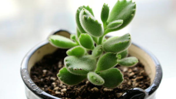 How to grow Cotyledon tomentosa in winter