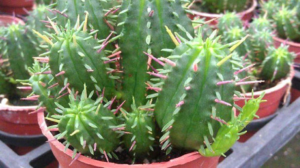 How to grow Euphorbia Enopla