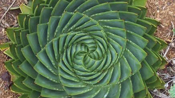 How to grow Spiral Aloe