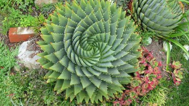Spiral Aloe profile