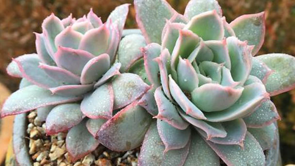 Tips for Black rot of succulent plants