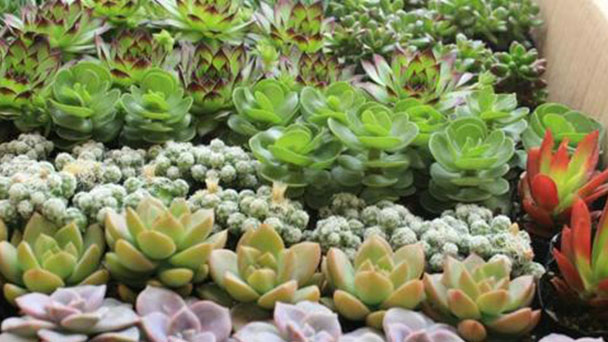 How to grow succulent in summer