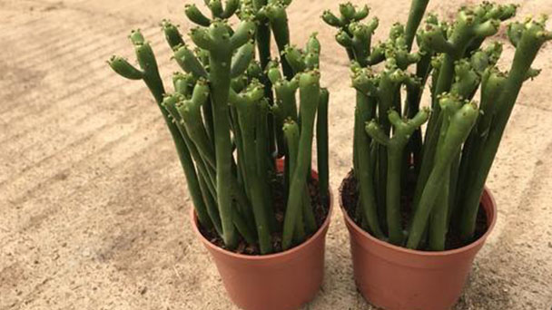 How to grow Euphorbia tirucalli