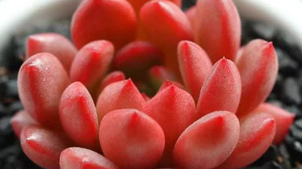 Sedeveria pink ruby: care & growing tips