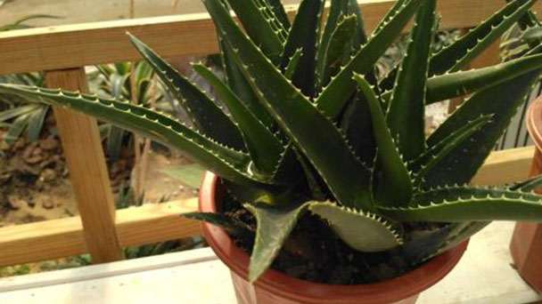 How to Propagate Aloe perfoliata