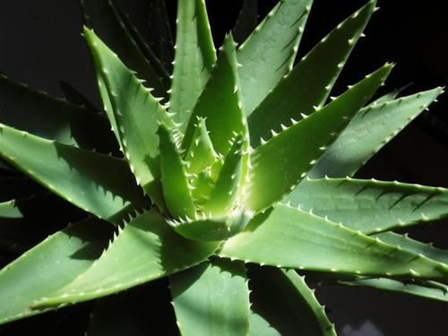 Aloe Perfoliata 