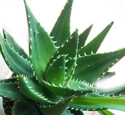 Aloe Perfoliata 