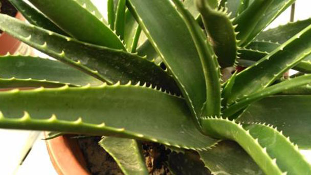 Aloe perfoliata (Mitre Aloe) profile