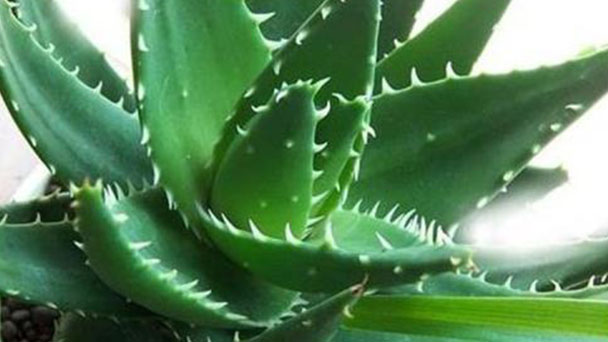 How to grow Aloe