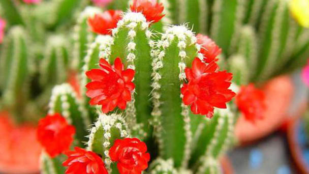 How to grow cactus in autumn