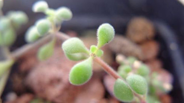 Crassula browniana care & growing tips