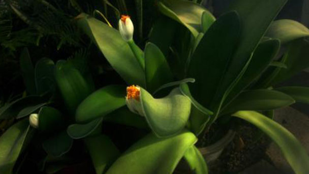 How to Care for Haemanthus Albiflos