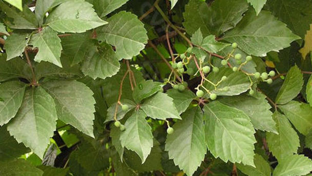 Parthenocissus Quinquefolia profile