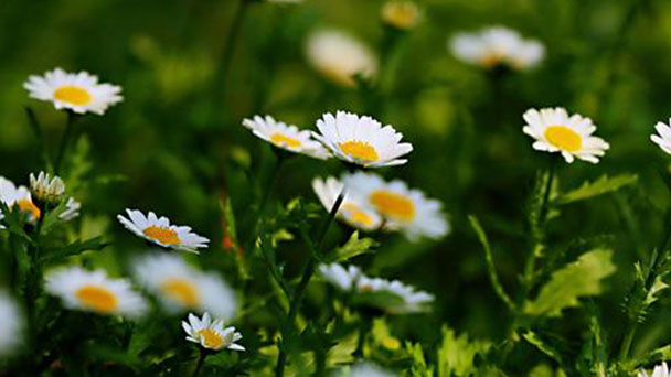How to grow and care for Argyranthemum frutescens